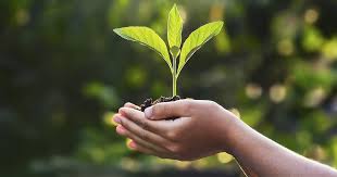Tree planting and forest conservation